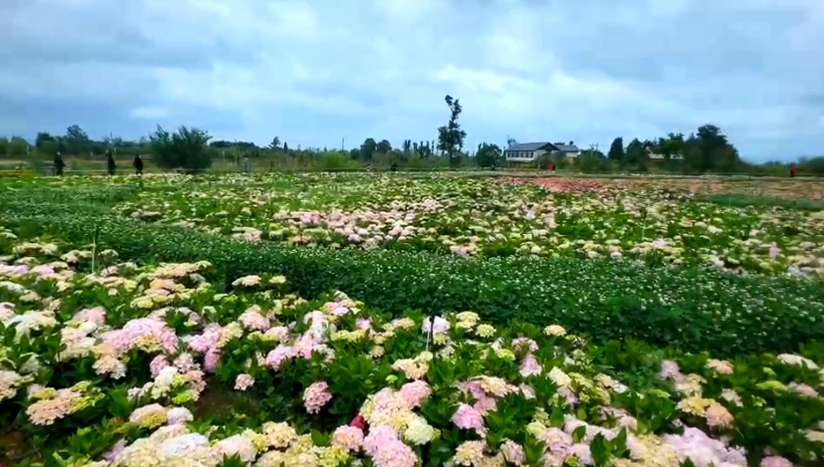 斗南湿地绣球花